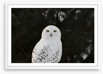 Snowy owl stare