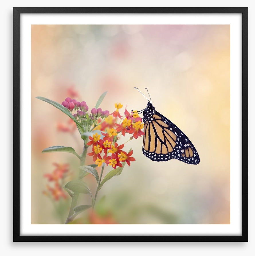 Milkweed monarch