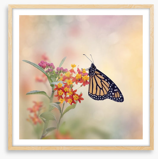 Milkweed monarch