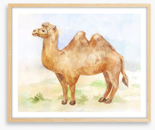 Alice the camel