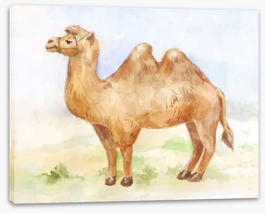 Alice the camel