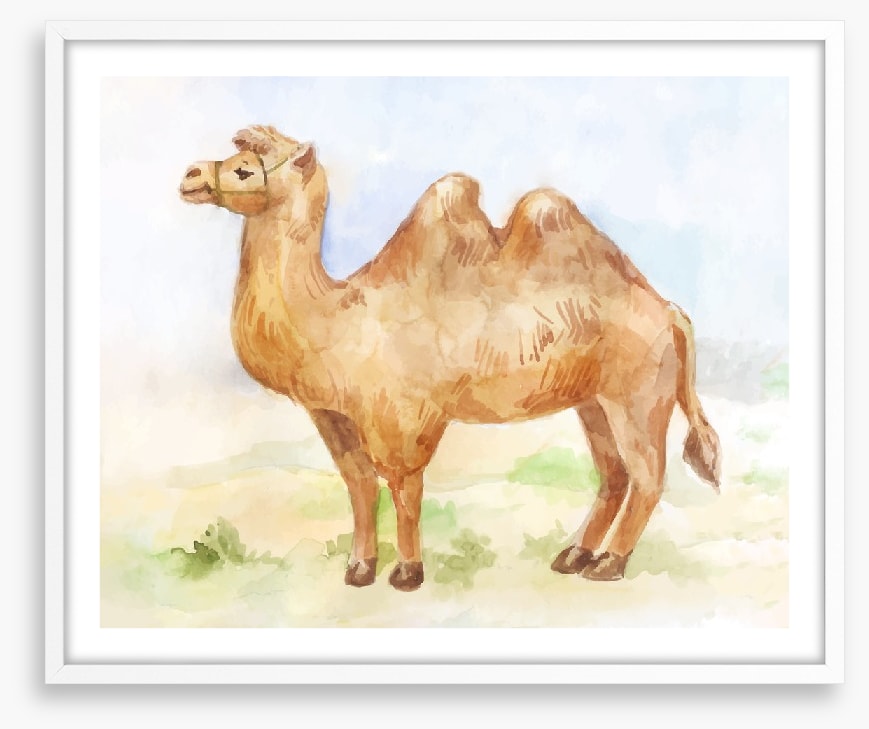 Alice the camel