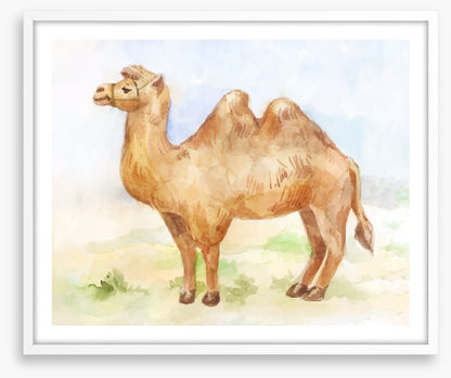 Alice the camel
