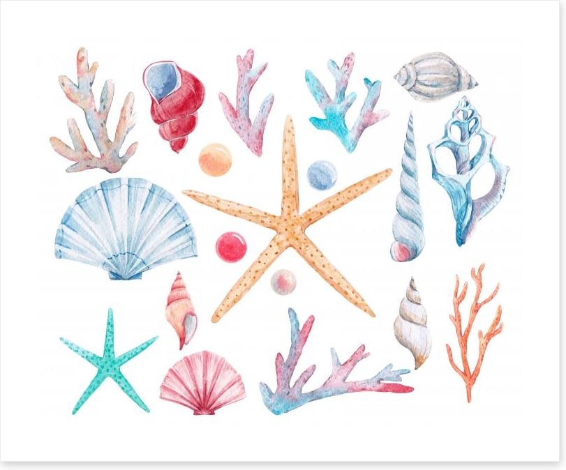Coral and shells