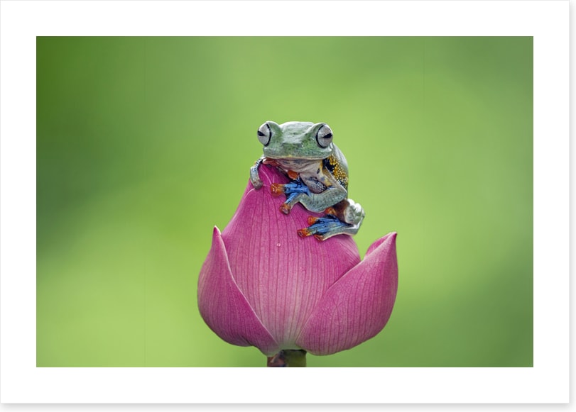 Reptiles / Amphibian