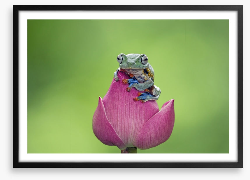 Reptiles / Amphibian