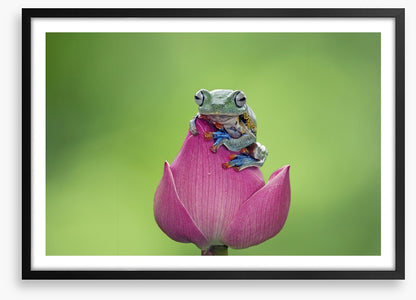 Reptiles / Amphibian