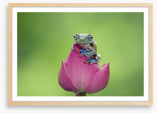 Reptiles / Amphibian