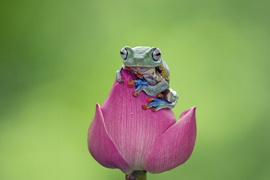 Reptiles / Amphibian