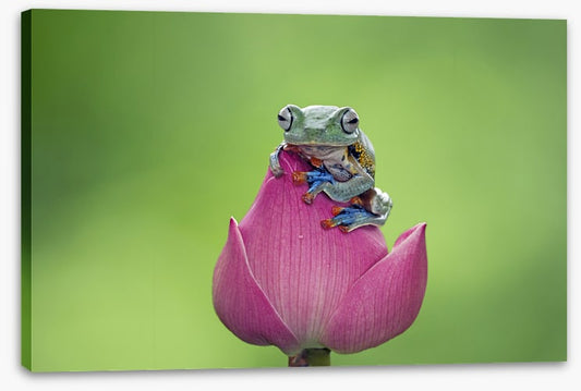 Reptiles / Amphibian