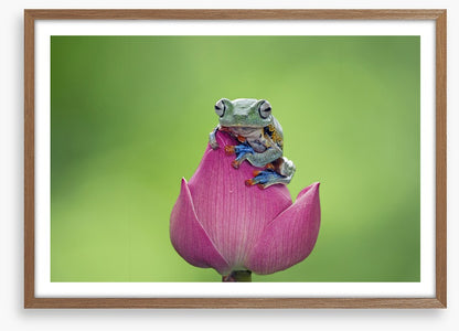 Reptiles / Amphibian