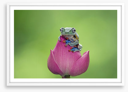 Reptiles / Amphibian