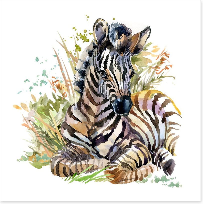 Zebra foal in the grass