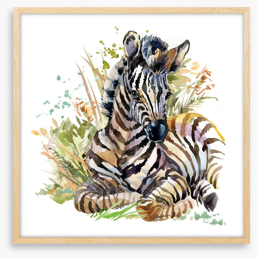 Zebra foal in the grass