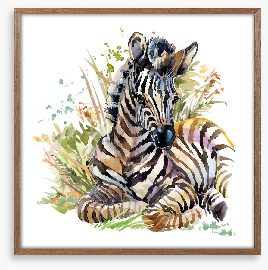 Zebra foal in the grass