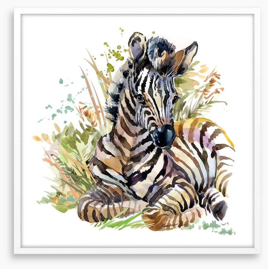 Zebra foal in the grass