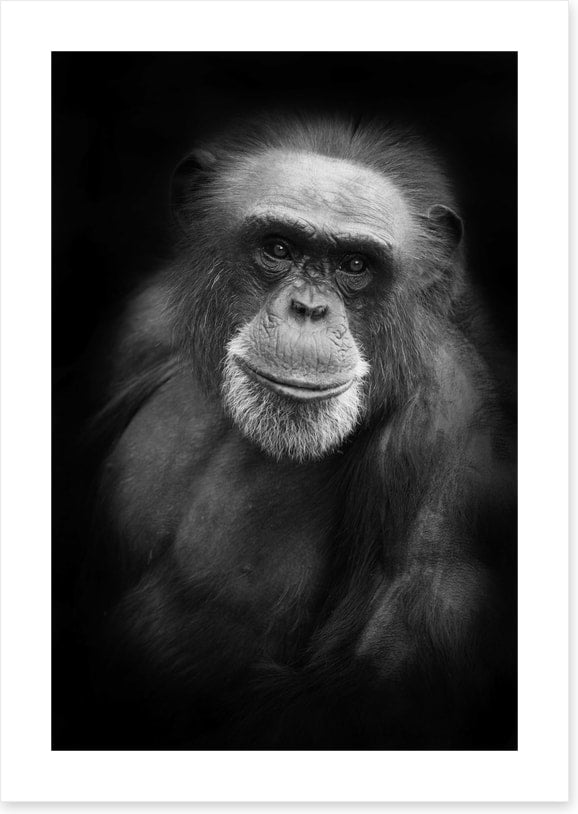 Cheery chimp
