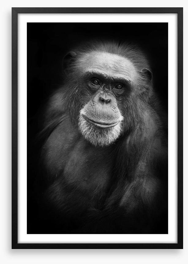 Cheery chimp