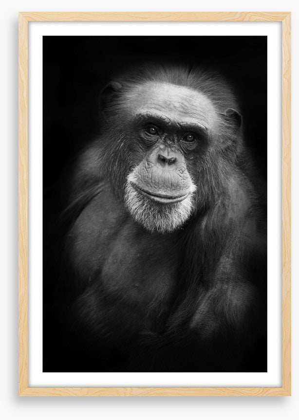 Cheery chimp