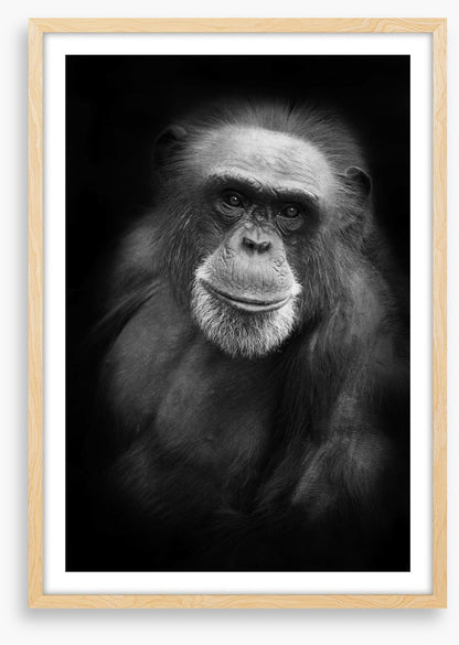 Cheery chimp