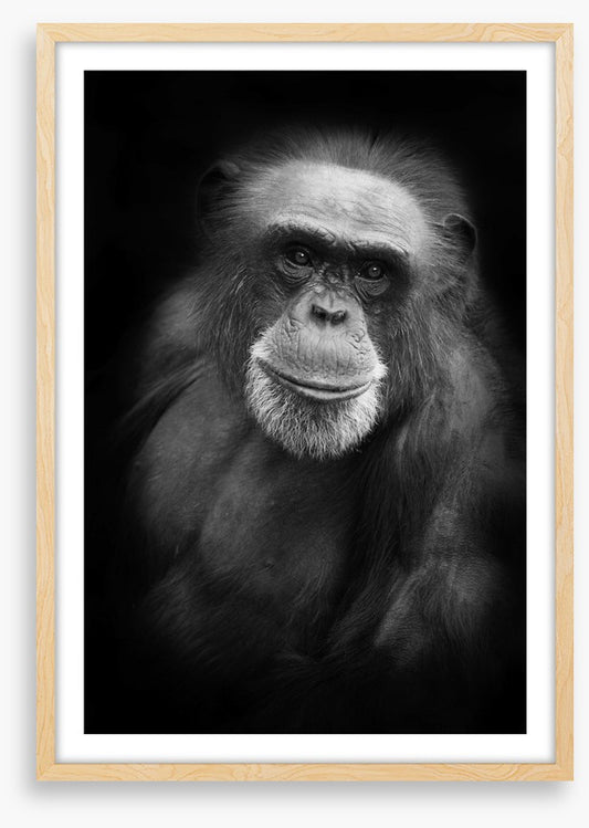 Cheery chimp