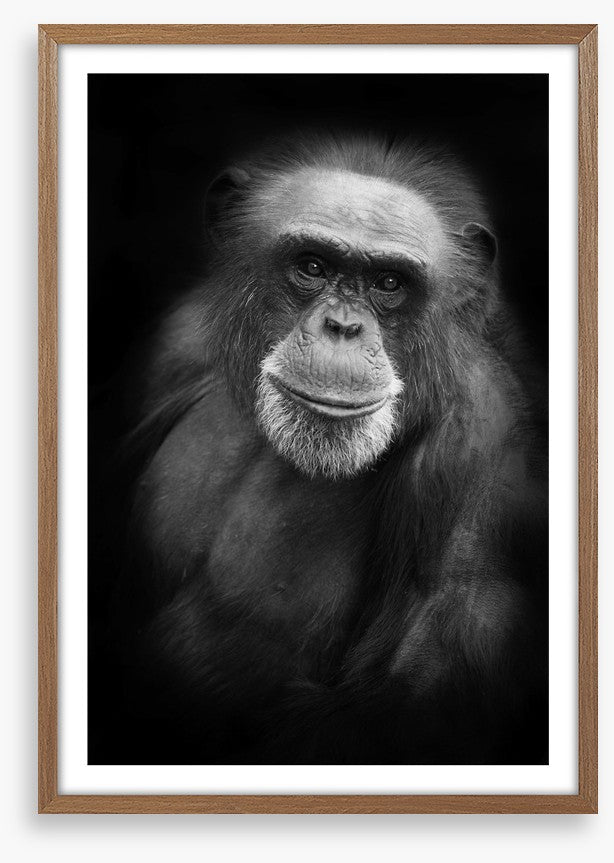 Cheery chimp