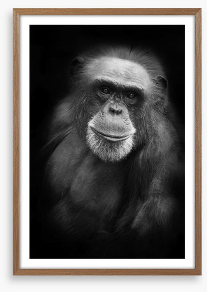 Cheery chimp