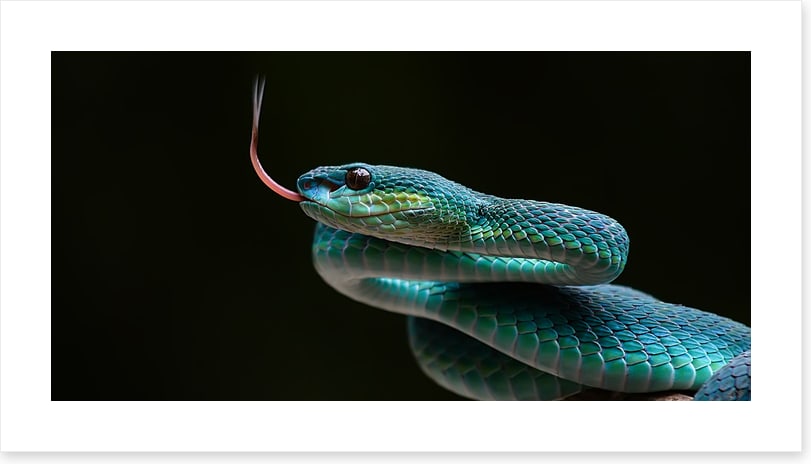 Reptiles