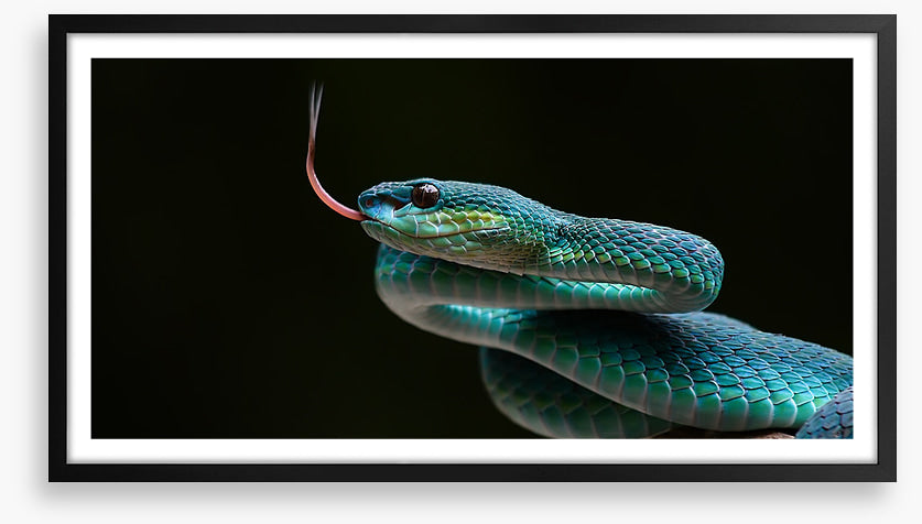 Reptiles
