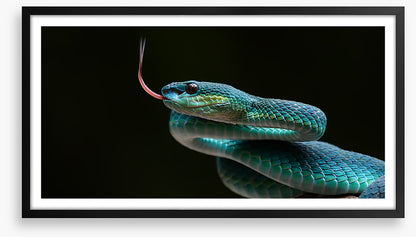 Reptiles