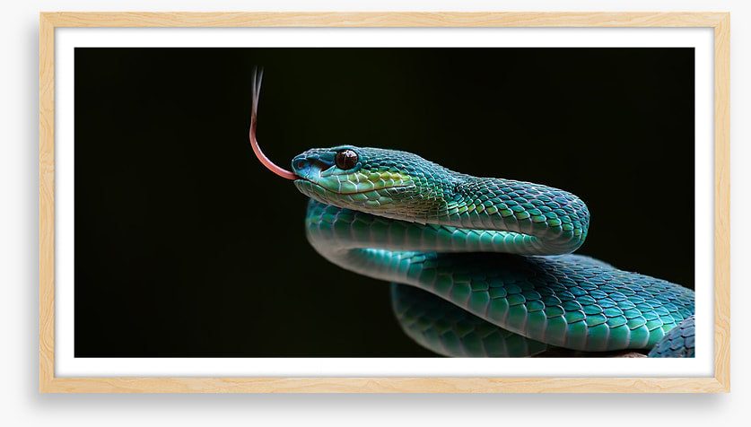 Reptiles