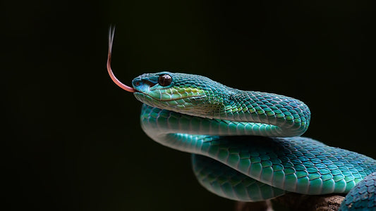 Reptiles