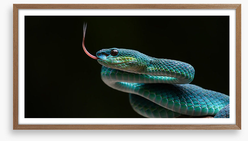 Reptiles