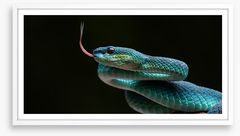 Reptiles