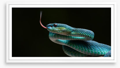 Reptiles
