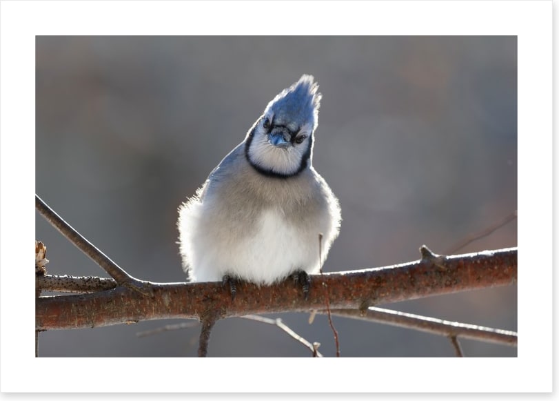 Puffed up