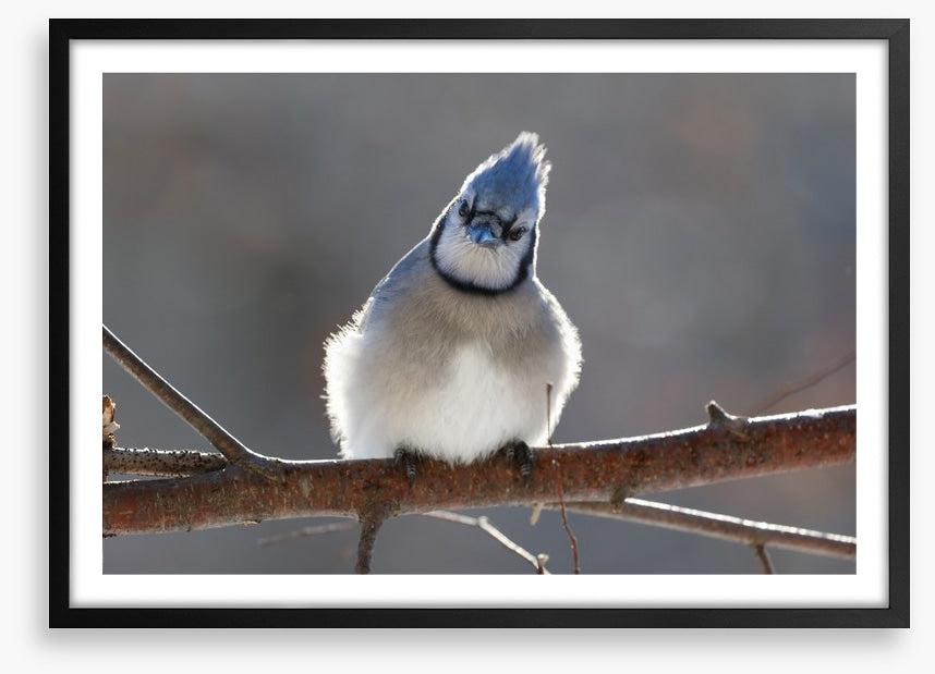 Puffed up