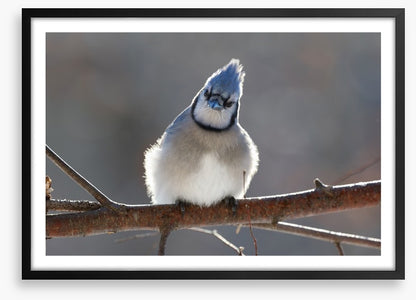 Puffed up