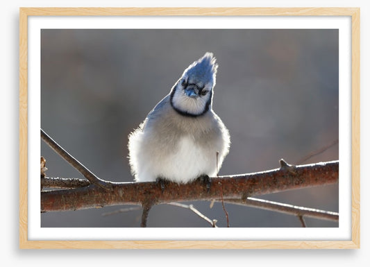 Puffed up