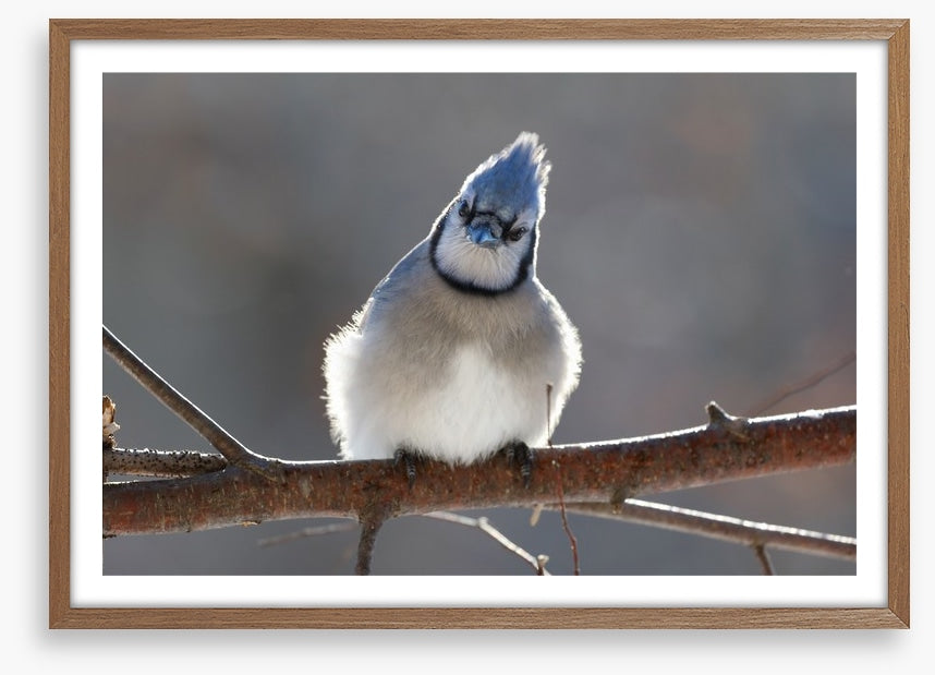 Puffed up