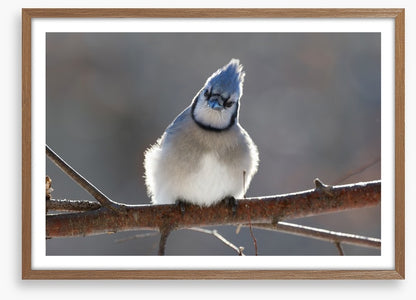 Puffed up