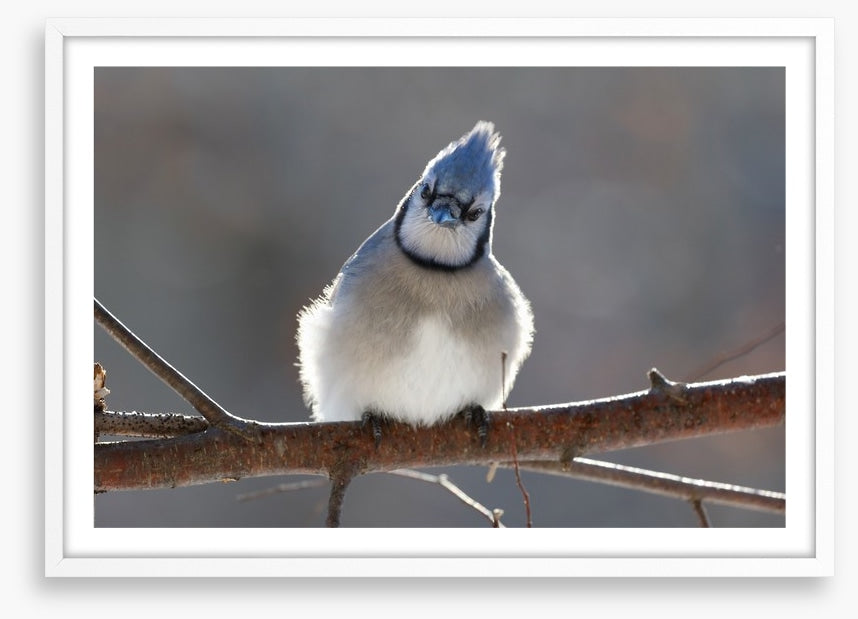 Puffed up
