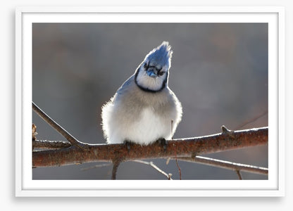 Puffed up