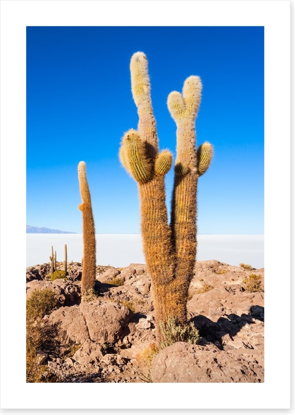 Cactus Island skies