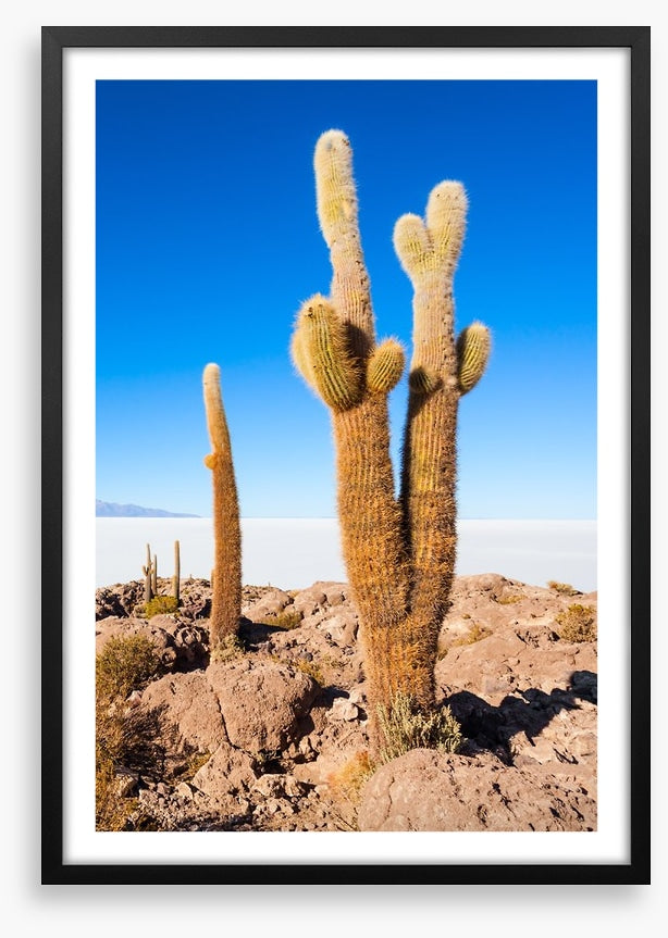 Cactus Island skies
