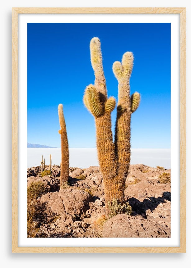 Cactus Island skies