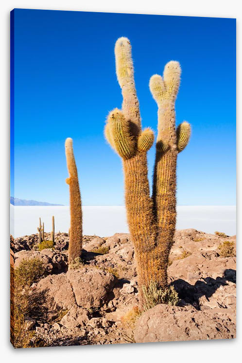 Cactus Island skies