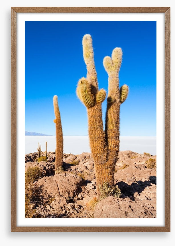Cactus Island skies