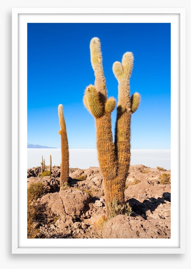 Cactus Island skies