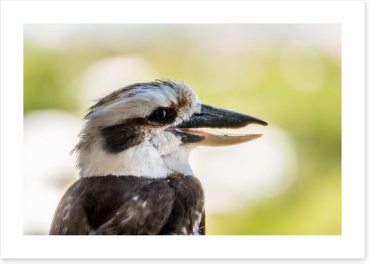 Laughing kooka